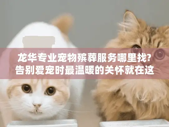 龙华专业宠物殡葬服务哪里找?告别爱宠时最温暖的关怀就在这里