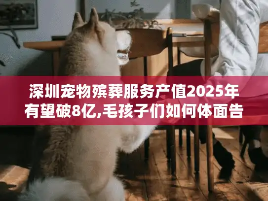 深圳宠物殡葬服务产值2025年有望破8亿,毛孩子们如何体面告别?