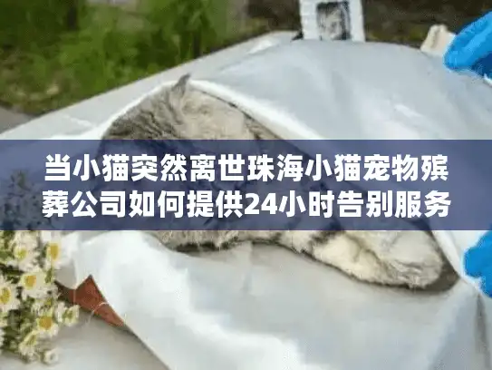 当小猫突然离世珠海小猫宠物殡葬公司如何提供24小时告别服务？