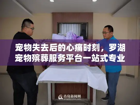 宠物失去后的心痛时刻，罗湖宠物殡葬服务平台一站式专业解决方案