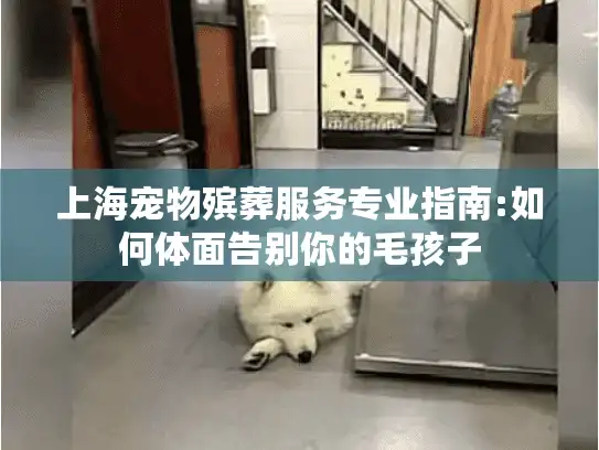 上海宠物殡葬服务专业指南:如何体面告别你的毛孩子