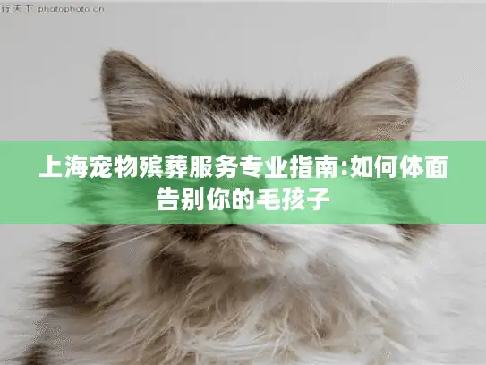 上海宠物殡葬服务专业指南:如何体面告别你的毛孩子