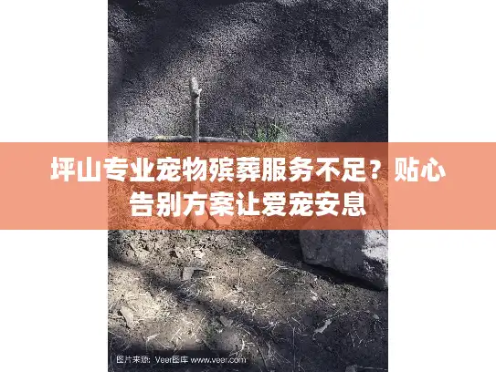 坪山专业宠物殡葬服务不足？贴心告别方案让爱宠安息