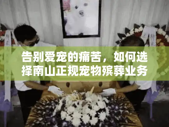 告别爱宠的痛苦，如何选择南山正规宠物殡葬业务？