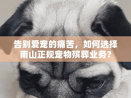 告别爱宠的痛苦，如何选择南山正规宠物殡葬业务？