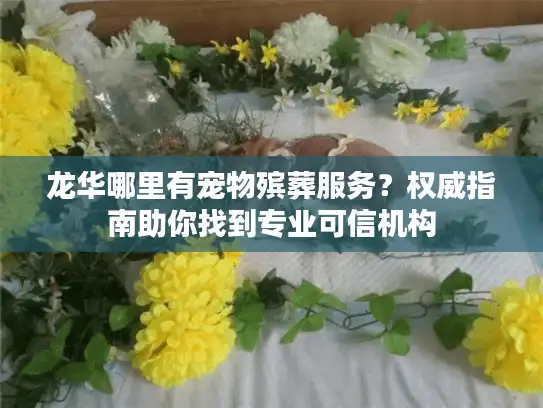 龙华哪里有宠物殡葬服务？权威指南助你找到专业可信机构