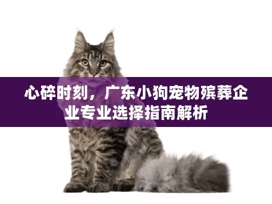心碎时刻，广东小狗宠物殡葬企业专业选择指南解析