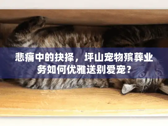 悲痛中的抉择，坪山宠物殡葬业务如何优雅送别爱宠？