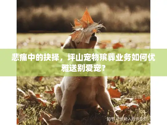 悲痛中的抉择，坪山宠物殡葬业务如何优雅送别爱宠？