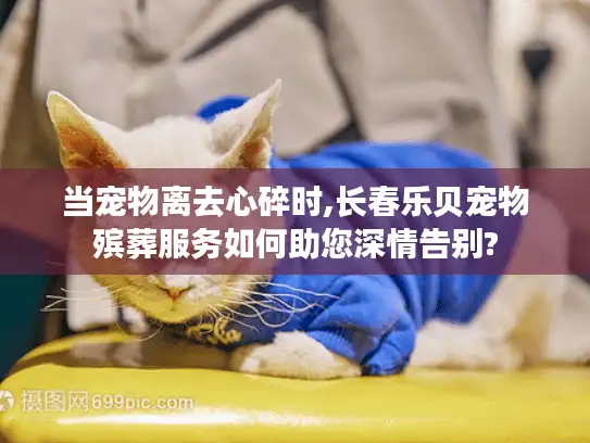 当宠物离去心碎时,长春乐贝宠物殡葬服务如何助您深情告别?
