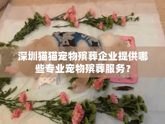 深圳猫猫宠物殡葬企业提供哪些专业宠物殡葬服务？