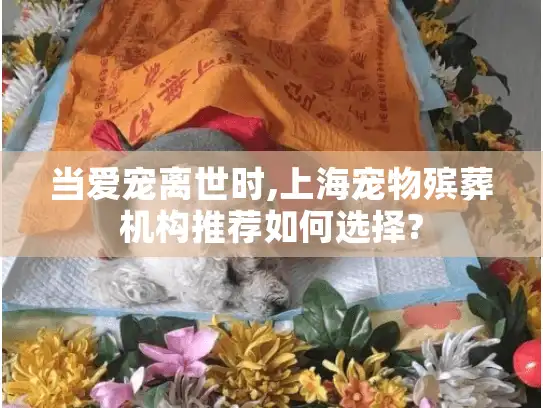 当爱宠离世时,上海宠物殡葬机构推荐如何选择?