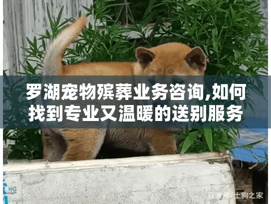 罗湖宠物殡葬业务咨询,如何找到专业又温暖的送别服务?