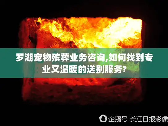 罗湖宠物殡葬业务咨询,如何找到专业又温暖的送别服务?