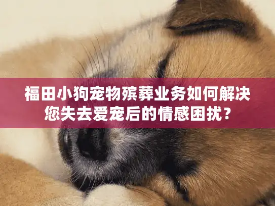 福田小狗宠物殡葬业务如何解决您失去爱宠后的情感困扰？