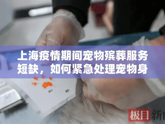 上海疫情期间宠物殡葬服务短缺，如何紧急处理宠物身后事？