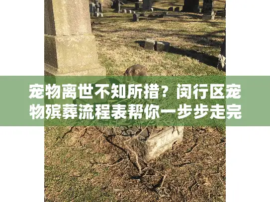 宠物离世不知所措？闵行区宠物殡葬流程表帮你一步步走完