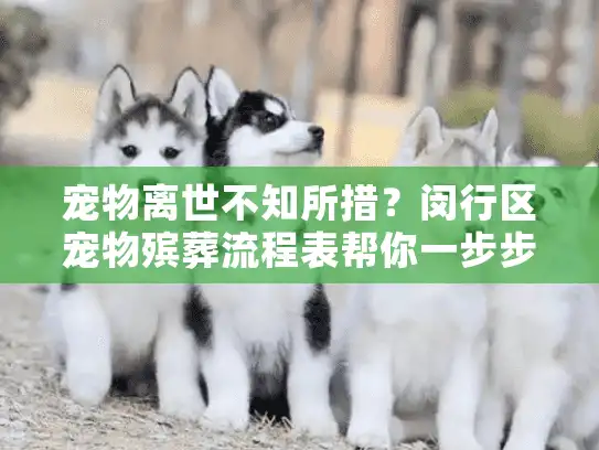 宠物离世不知所措？闵行区宠物殡葬流程表帮你一步步走完