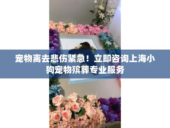 宠物离去悲伤紧急！立即咨询上海小狗宠物殡葬专业服务