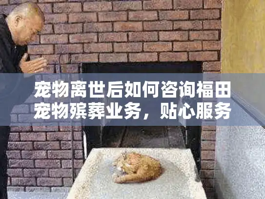 宠物离世后如何咨询福田宠物殡葬业务，贴心服务指南