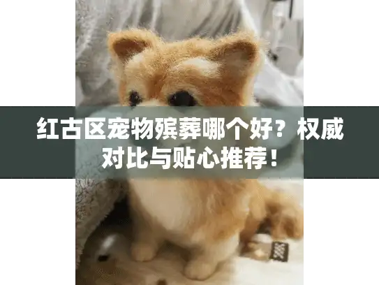 红古区宠物殡葬哪个好？权威对比与贴心推荐！