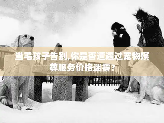 当毛孩子告别,你是否遭遇过宠物殡葬服务价格迷雾？
