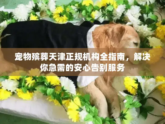宠物殡葬天津正规机构全指南，解决你急需的安心告别服务