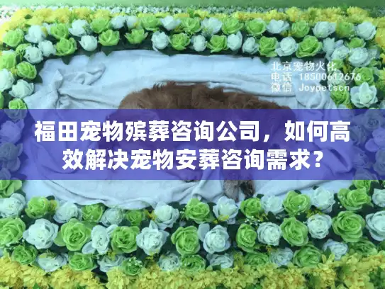 福田宠物殡葬咨询公司，如何高效解决宠物安葬咨询需求？