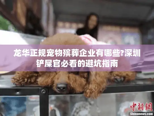 龙华正规宠物殡葬企业有哪些?深圳铲屎官必看的避坑指南