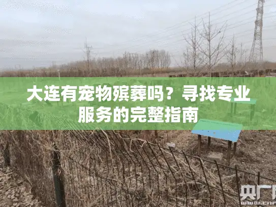 大连有宠物殡葬吗？寻找专业服务的完整指南