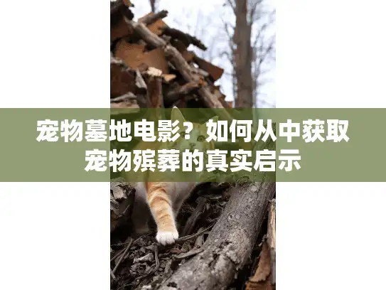 宠物墓地电影？如何从中获取宠物殡葬的真实启示
