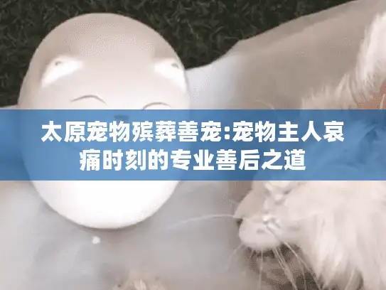 太原宠物殡葬善宠:宠物主人哀痛时刻的专业善后之道