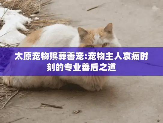 太原宠物殡葬善宠:宠物主人哀痛时刻的专业善后之道
