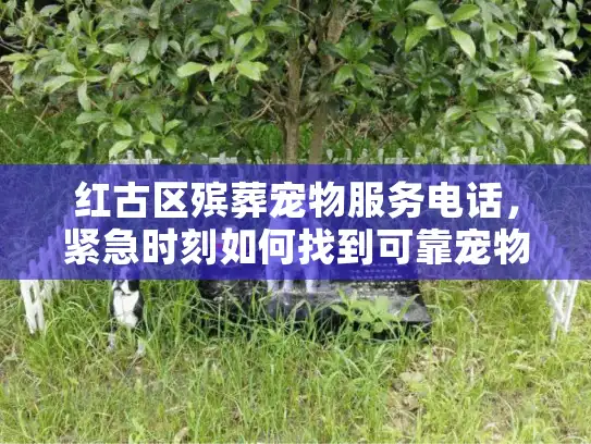 红古区殡葬宠物服务电话，紧急时刻如何找到可靠宠物后事热线？