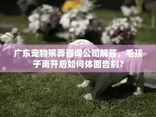 广东宠物殡葬咨询公司解答，毛孩子离开后如何体面告别？