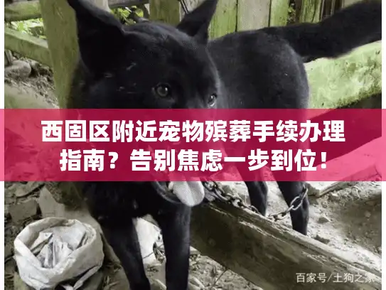 西固区附近宠物殡葬手续办理指南？告别焦虑一步到位！
