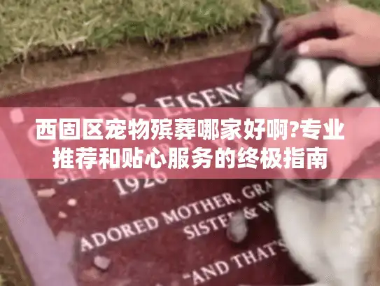 西固区宠物殡葬哪家好啊?专业推荐和贴心服务的终极指南