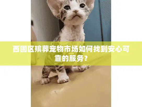 西固区殡葬宠物市场如何找到安心可靠的服务？