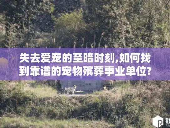 失去爱宠的至暗时刻,如何找到靠谱的宠物殡葬事业单位?专业机构推荐