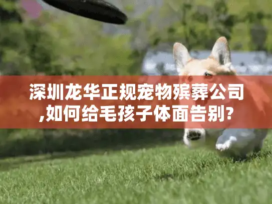 深圳龙华正规宠物殡葬公司,如何给毛孩子体面告别?