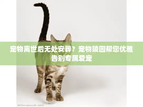 宠物离世后无处安葬？宠物陵园帮您优雅告别专属爱宠