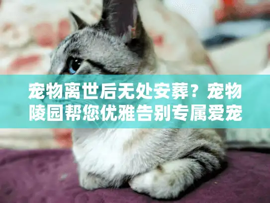 宠物离世后无处安葬？宠物陵园帮您优雅告别专属爱宠