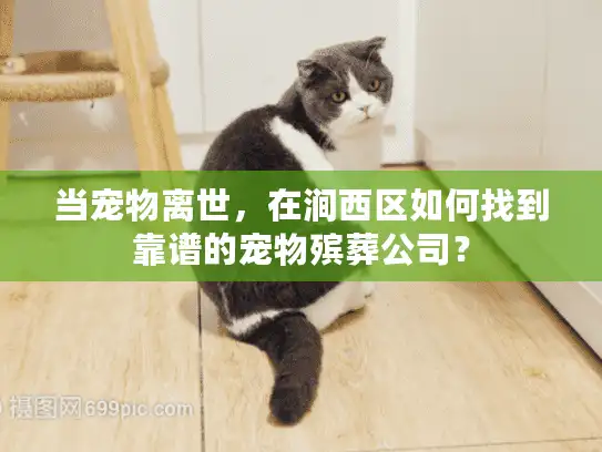 当宠物离世，在涧西区如何找到靠谱的宠物殡葬公司？