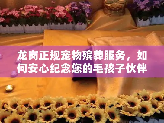 龙岗正规宠物殡葬服务，如何安心纪念您的毛孩子伙伴？