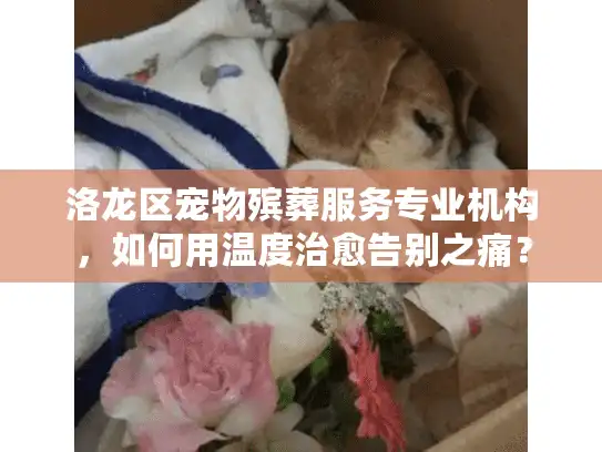 洛龙区宠物殡葬服务专业机构，如何用温度治愈告别之痛？