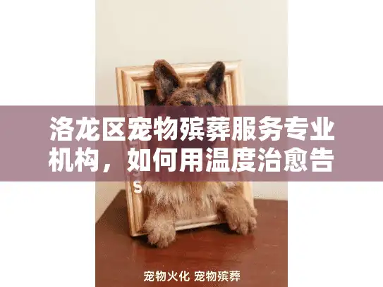 洛龙区宠物殡葬服务专业机构，如何用温度治愈告别之痛？