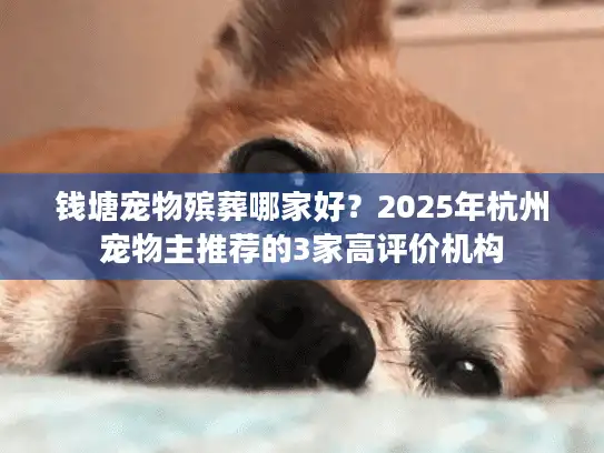 钱塘宠物殡葬哪家好？2025年杭州宠物主推荐的3家高评价机构