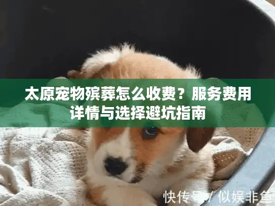 太原宠物殡葬怎么收费？服务费用详情与选择避坑指南