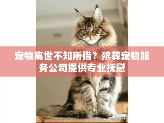 宠物离世不知所措？殡葬宠物服务公司提供专业抚慰