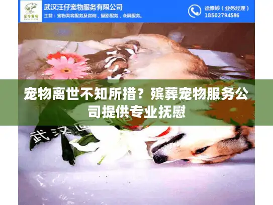 宠物离世不知所措？殡葬宠物服务公司提供专业抚慰